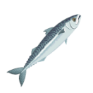 Mackerel