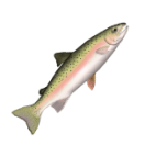 Trout